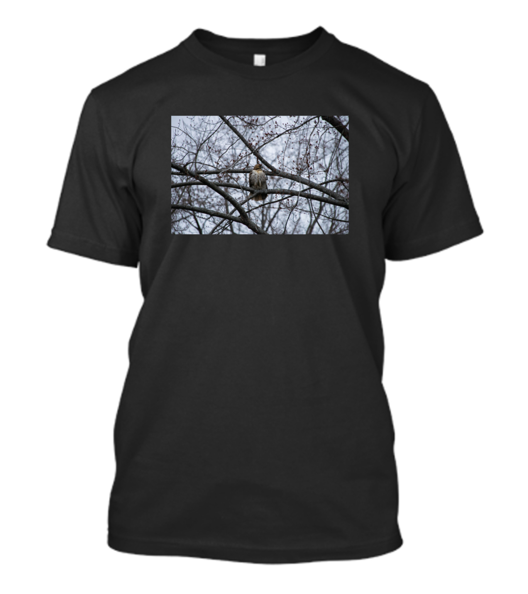 Hawk Perched Among Leafless Branches T-Shirt